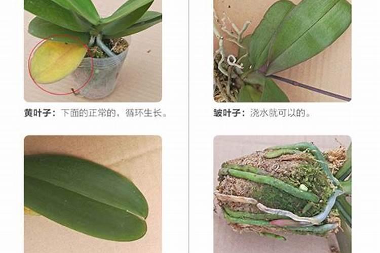 蝴蝶兰长花剑怎么施肥