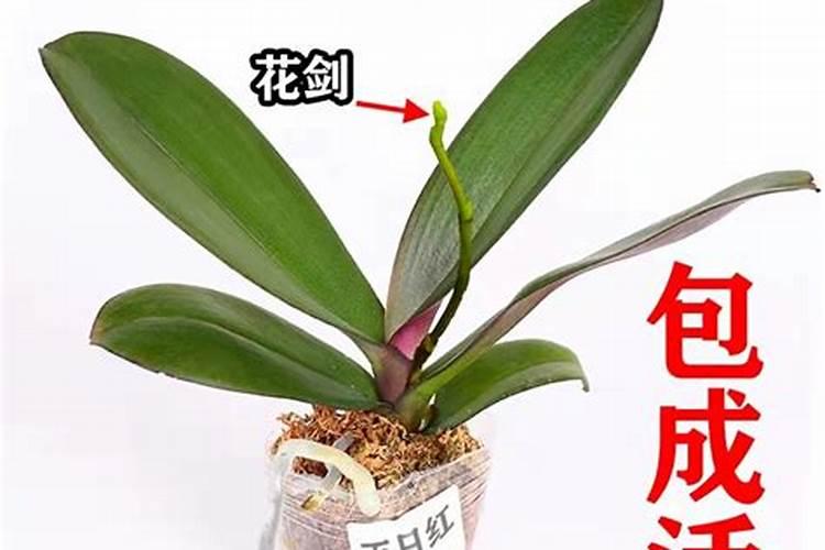 蝴蝶兰长花剑怎么施肥