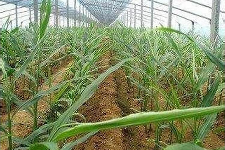 ​盆土太湿如何改善 怎样加速花盆干土