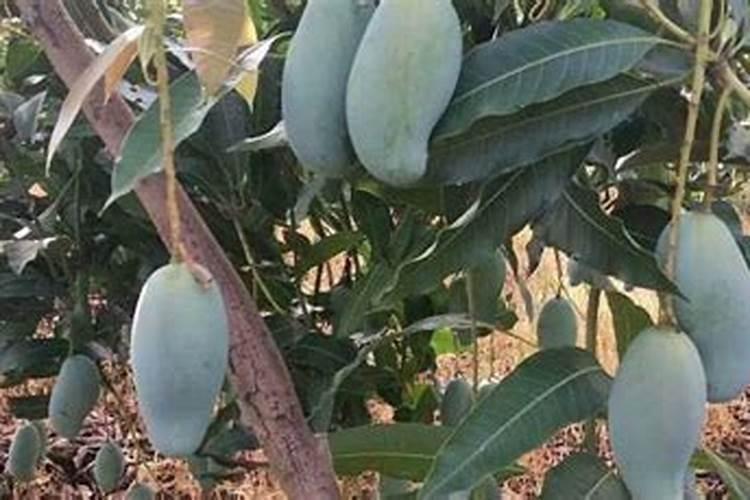 腐植酸的功效与作用肥料