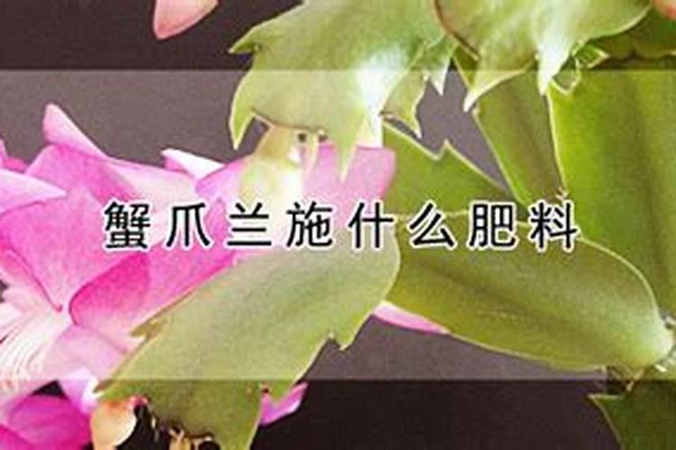 蟹爪兰施什么肥最好