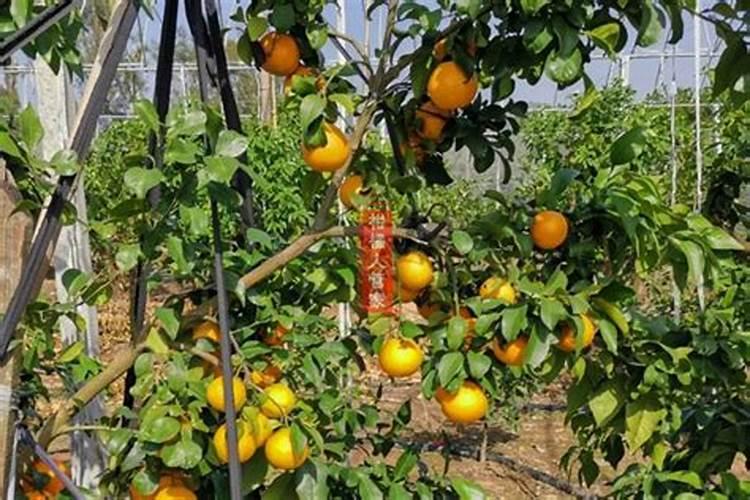 柑橘施肥时间表