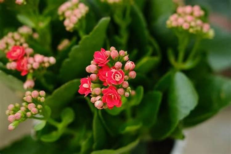 狗狗微量元素过量的危害