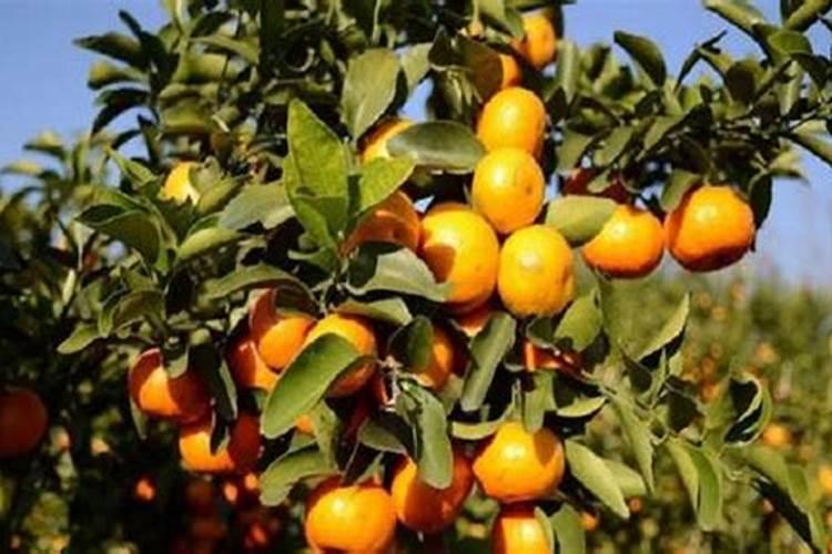 黄瓜施肥过多快死了如何救治