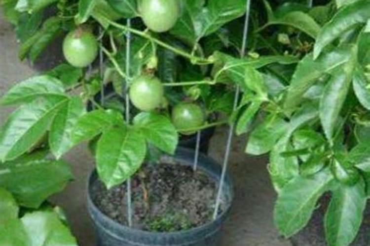 百香果施什么肥好