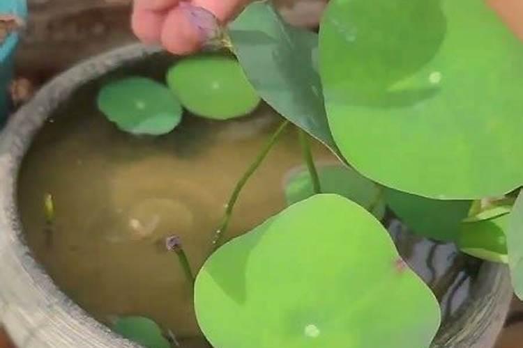 碗莲什么叫三叶一心？怎样让它开花？最好有图!