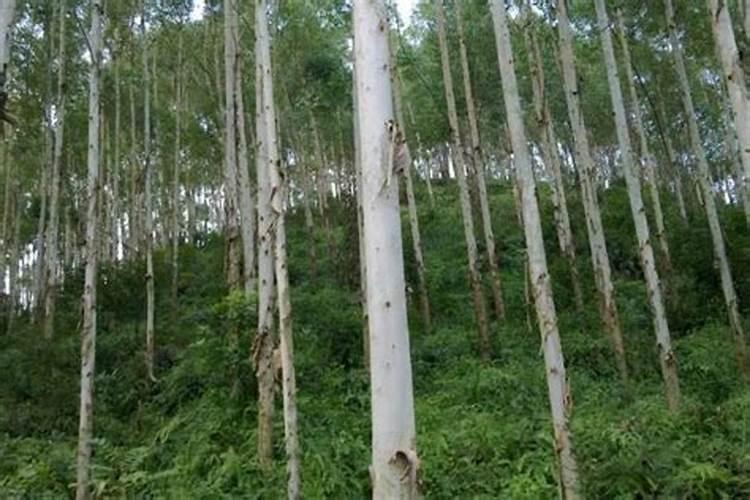 桉树如何施肥比较好