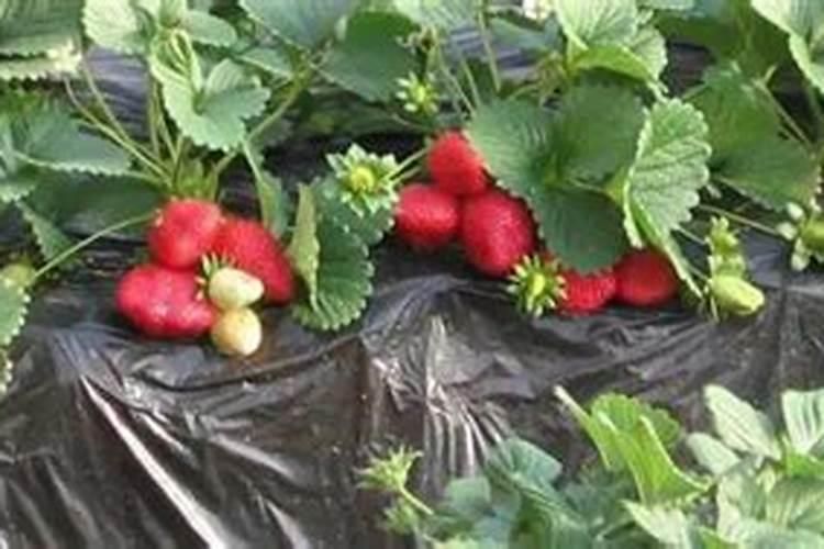 甘蔗施什么肥料长的粗大