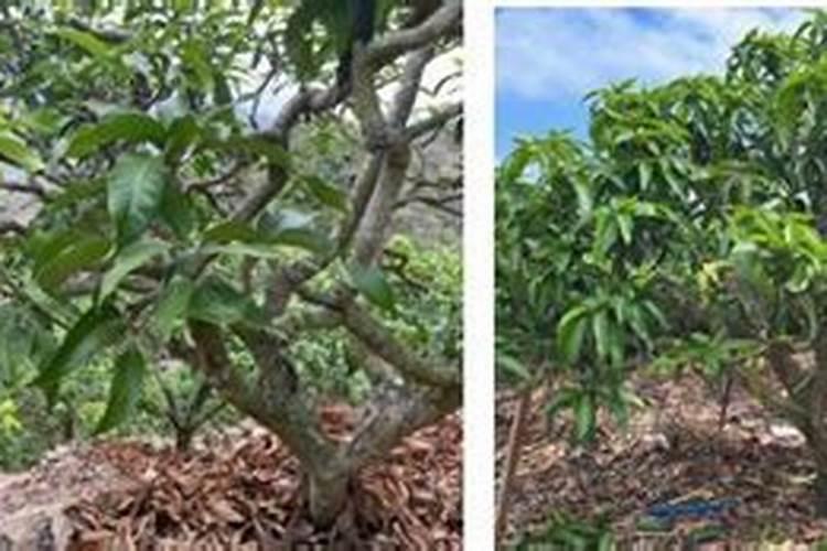 10度以下能打叶面肥吗 叶面肥有哪些