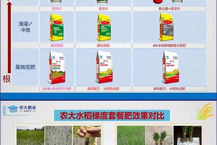 荔枝幼苗施肥时期以及方法