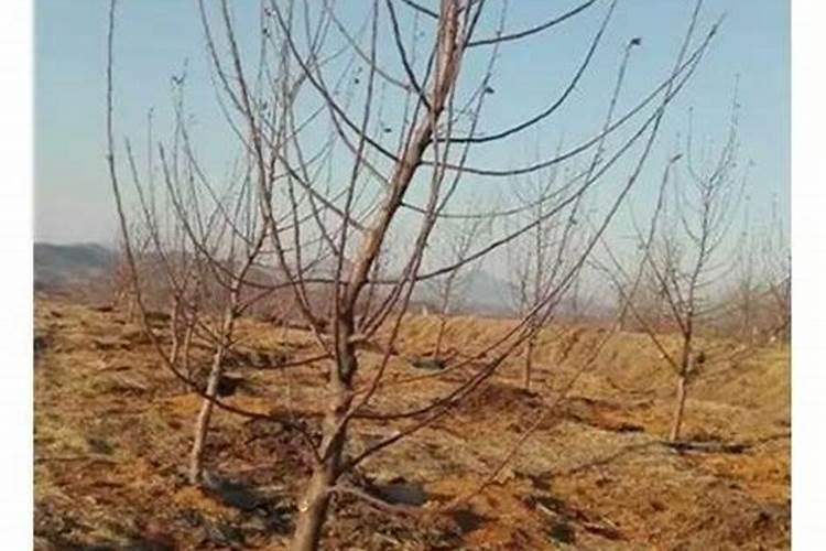 国内最好的芸苔素内酯