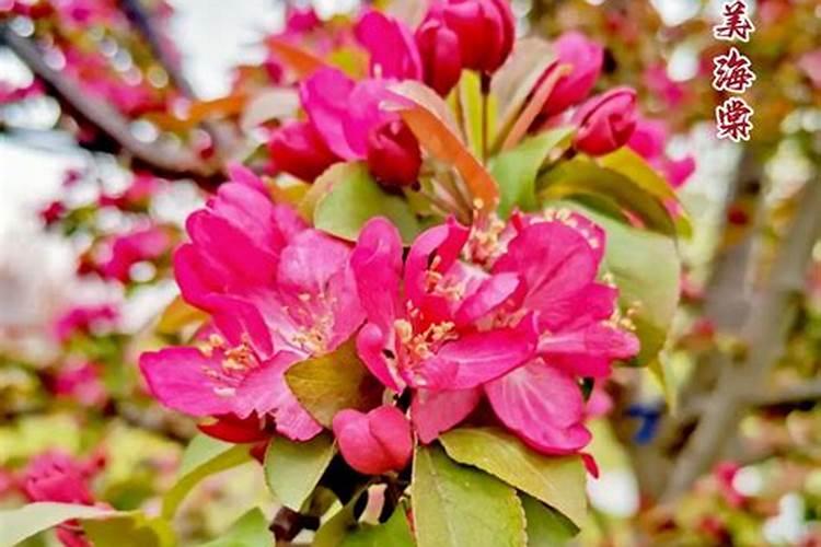 红果仔栽培管理