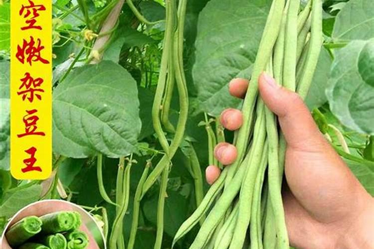 种植葡萄苗应该怎样施肥