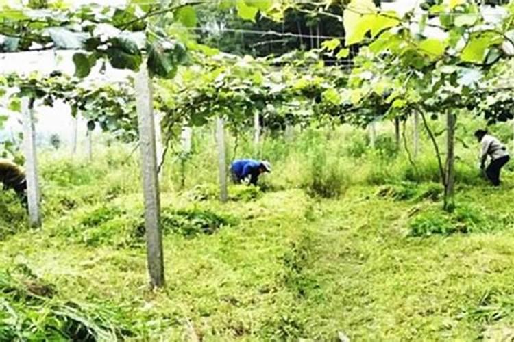 北京市钾肥、氮肥、磷肥、复合肥各多少钱一吨？