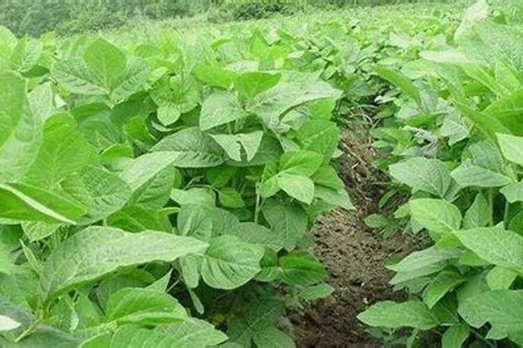 黑豆什么时候种植最好