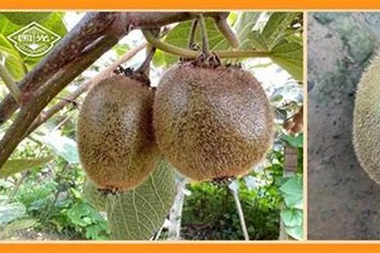 单一元素水溶肥料糖醇钙