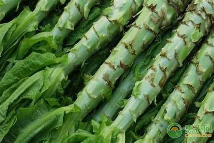 莴笋大规模种植施什么肥 怎么施肥长的粗壮