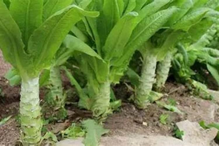 莴笋大规模种植施什么肥 怎么施肥长的粗壮
