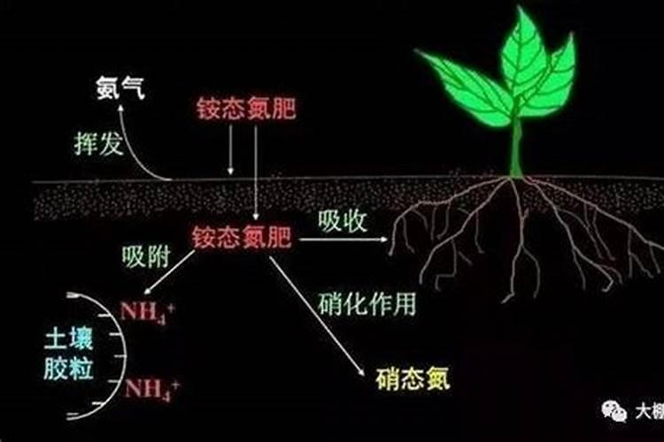 牛膝壮根叶面肥厂家哪家好？牛膝壮根叶面肥什么牌子的好？