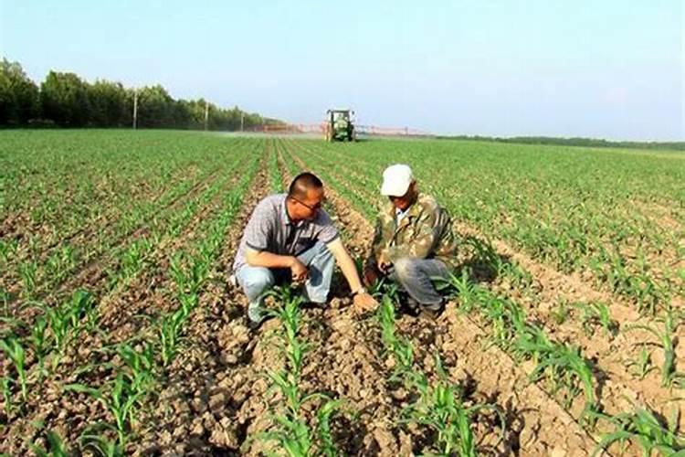 昨天喷番茄:露娜森+乳油杀虫剂,药害严重