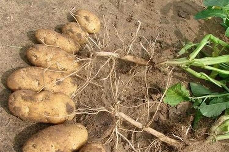 百亩玉米追肥方法