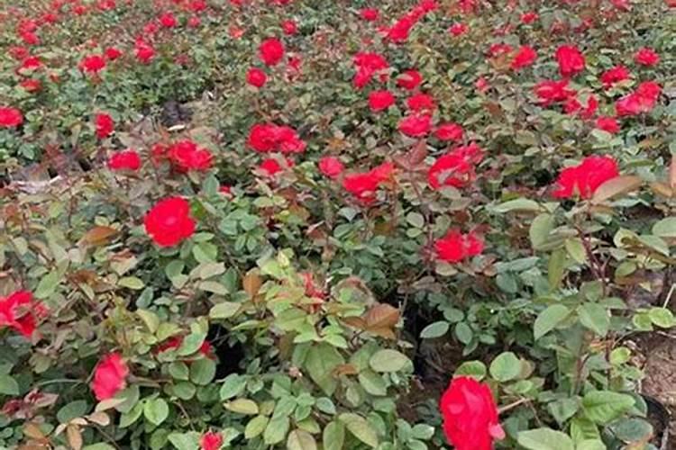 冬季月季还要施肥吗施什么肥让月季花又多又大