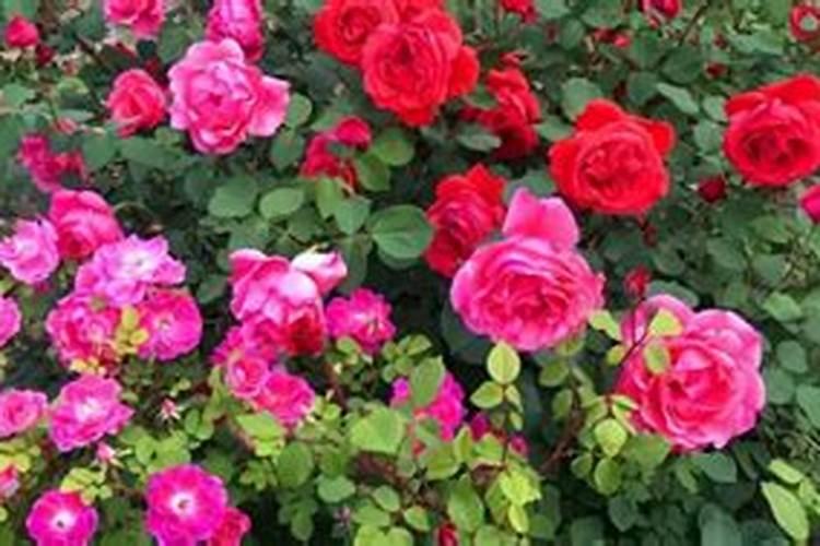 地栽月季花冬天怎么过冬 冬季地栽月季花怎么管理越冬