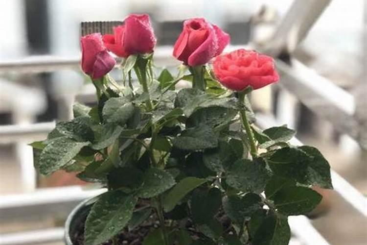 月季花冬季养护方法