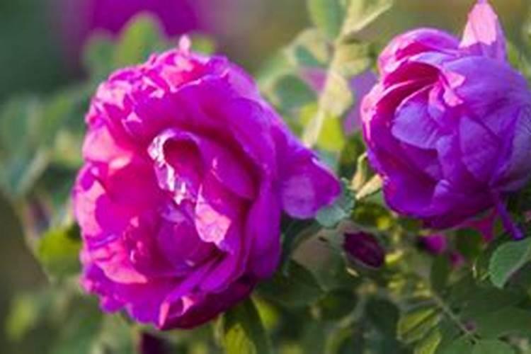 叶面肥的最佳使用方法 2013年我们该如何防范小麦病虫害