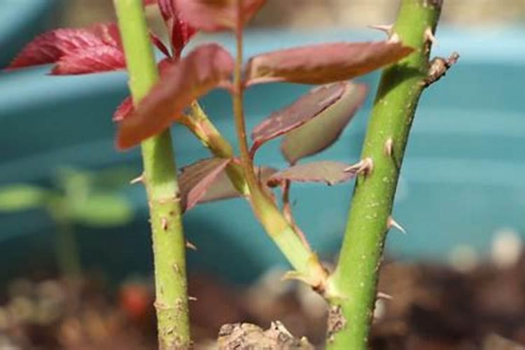 如何给月季花施肥