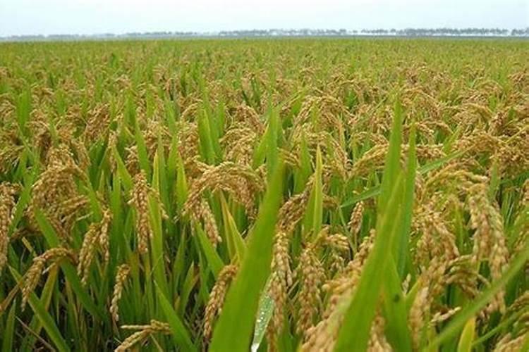 8月以后怎么养茶花可以提高它的花量