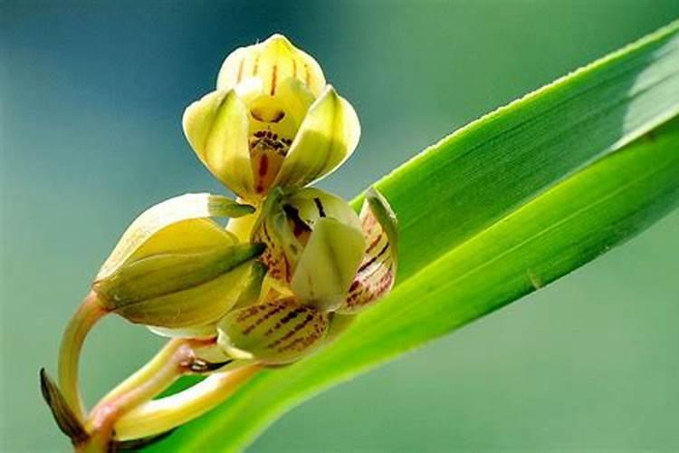 小香葱施什么肥料好