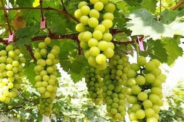 阳光玫瑰无核处理配方