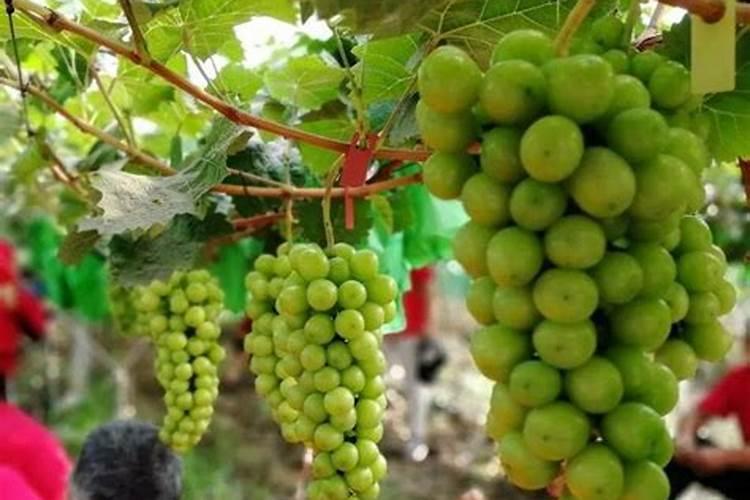 阳光玫瑰葡萄喂碳铵可以滴灌吗