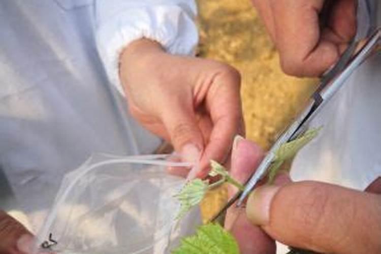 第一年阳光玫瑰栽培养殖方法 怎么养殖第一年阳光玫瑰