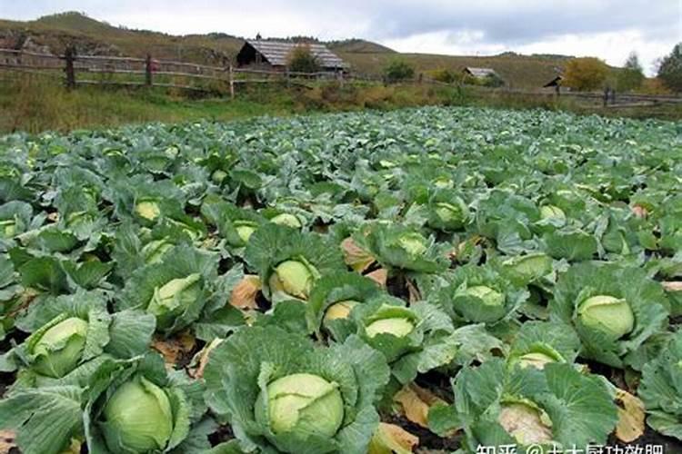 植物防冻剂有什么作用？正确的使用时间与使用方法是什么？