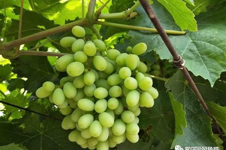 葡萄生长期用哪种肥料合适？葡萄增甜专用叶面肥怎么用？