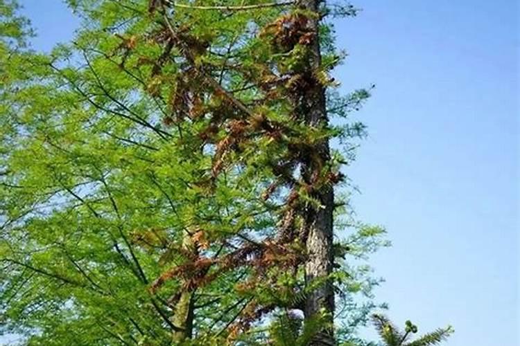 杉树的施肥方法