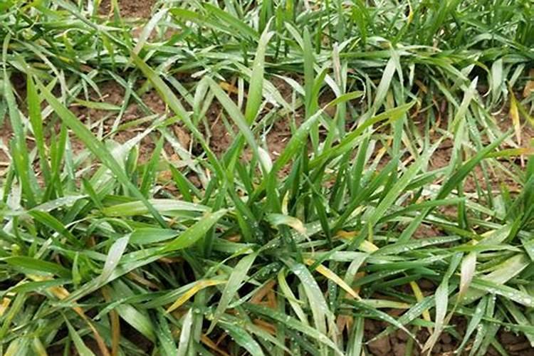 小麦打除草剂能加芸苔素吗