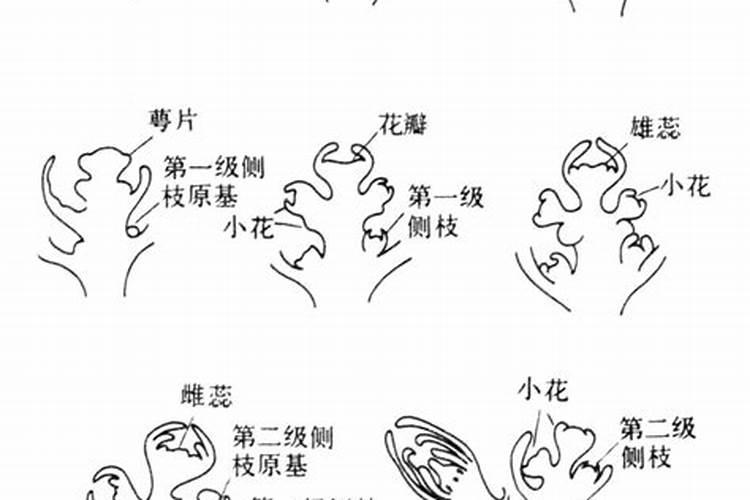 番茄开花期用哪类叶面肥能助力生长？