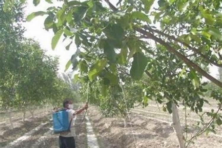 芹菜喜欢什么肥料