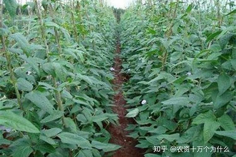 水溶肥的生产配方是什么？