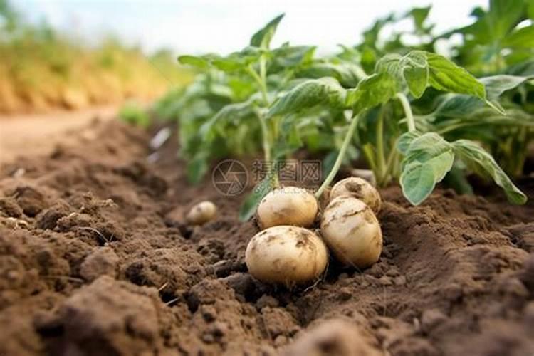 土豆什么时侯追肥