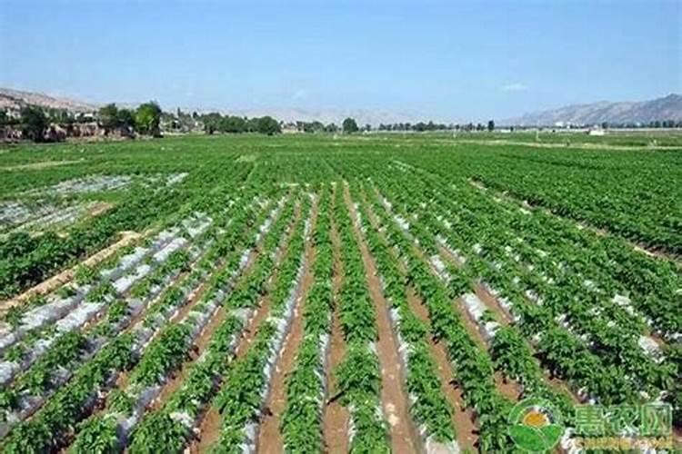 土豆出苗后多久施肥 土豆出苗后如何施肥