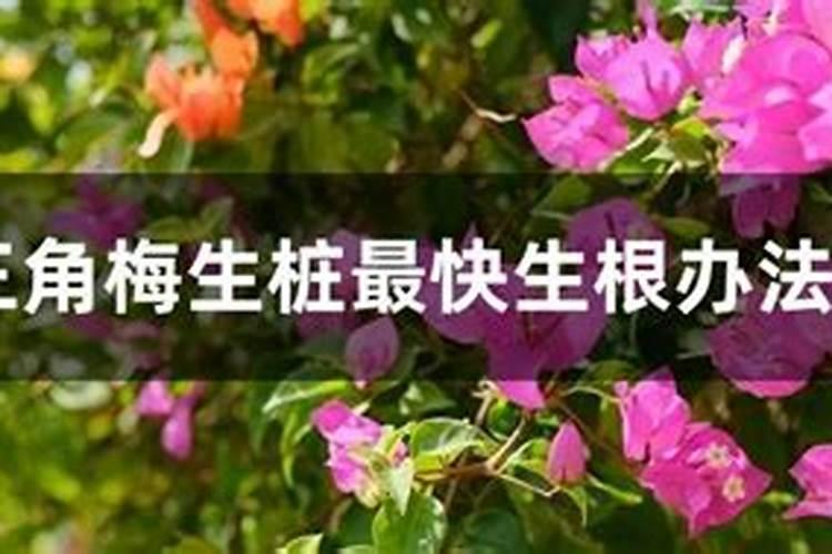 三角梅生桩发芽后多久能施肥