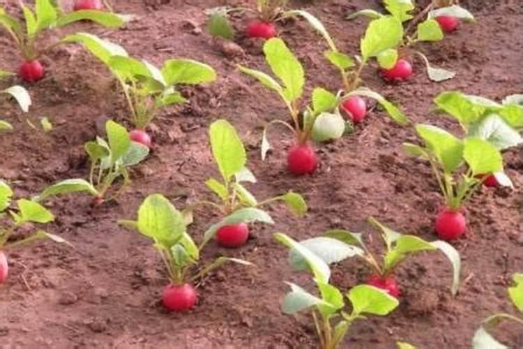 请问老师种白菜萝卜,施什么肥？