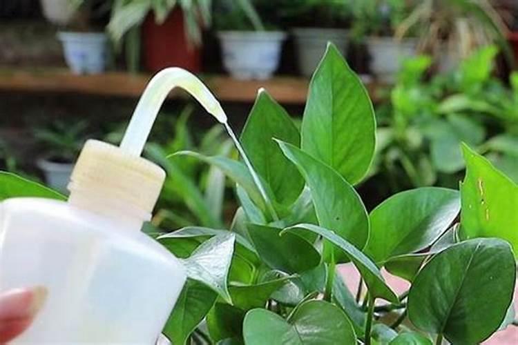 种红薯施什么肥料最好(红薯施什么肥料结的多产量高)