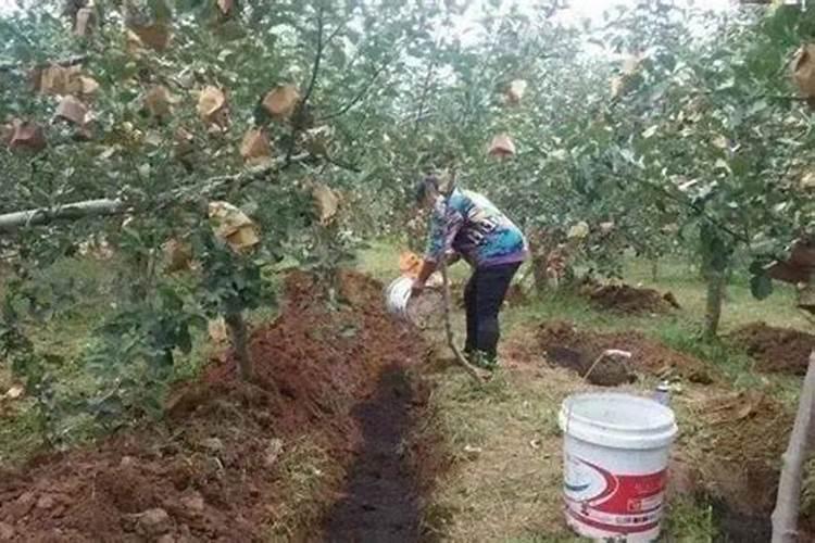 果树全年都使用水溶肥可以吗