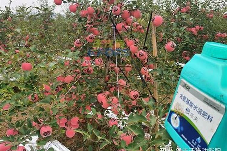 植物什么时候施用磷肥