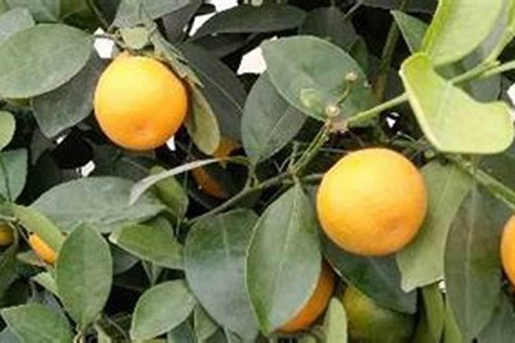 橘子树冬天施什么肥